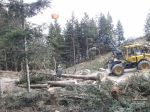 03.04.14_Ruschwald_17.JPG