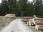 03.04.14_Ruschwald_3.JPG